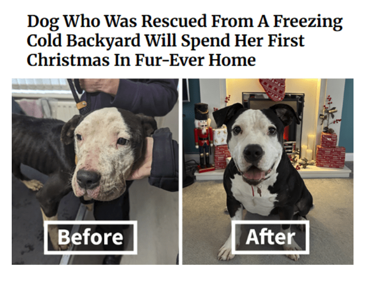 Dog Who Was Rescued From A Freezing Cold Backyard Will Spend Her First Christmas In Fur-Ever Home