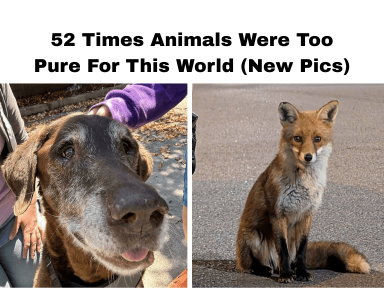 52 Times Animals Were Too Pure For This World (New Pics)