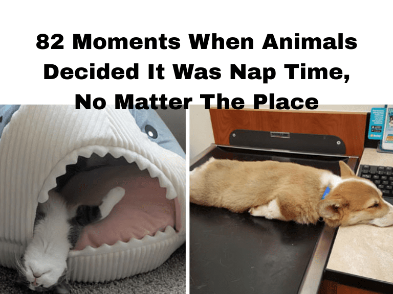 82 Moments When Animals Decided It Was Nap Time, No Matter The Place