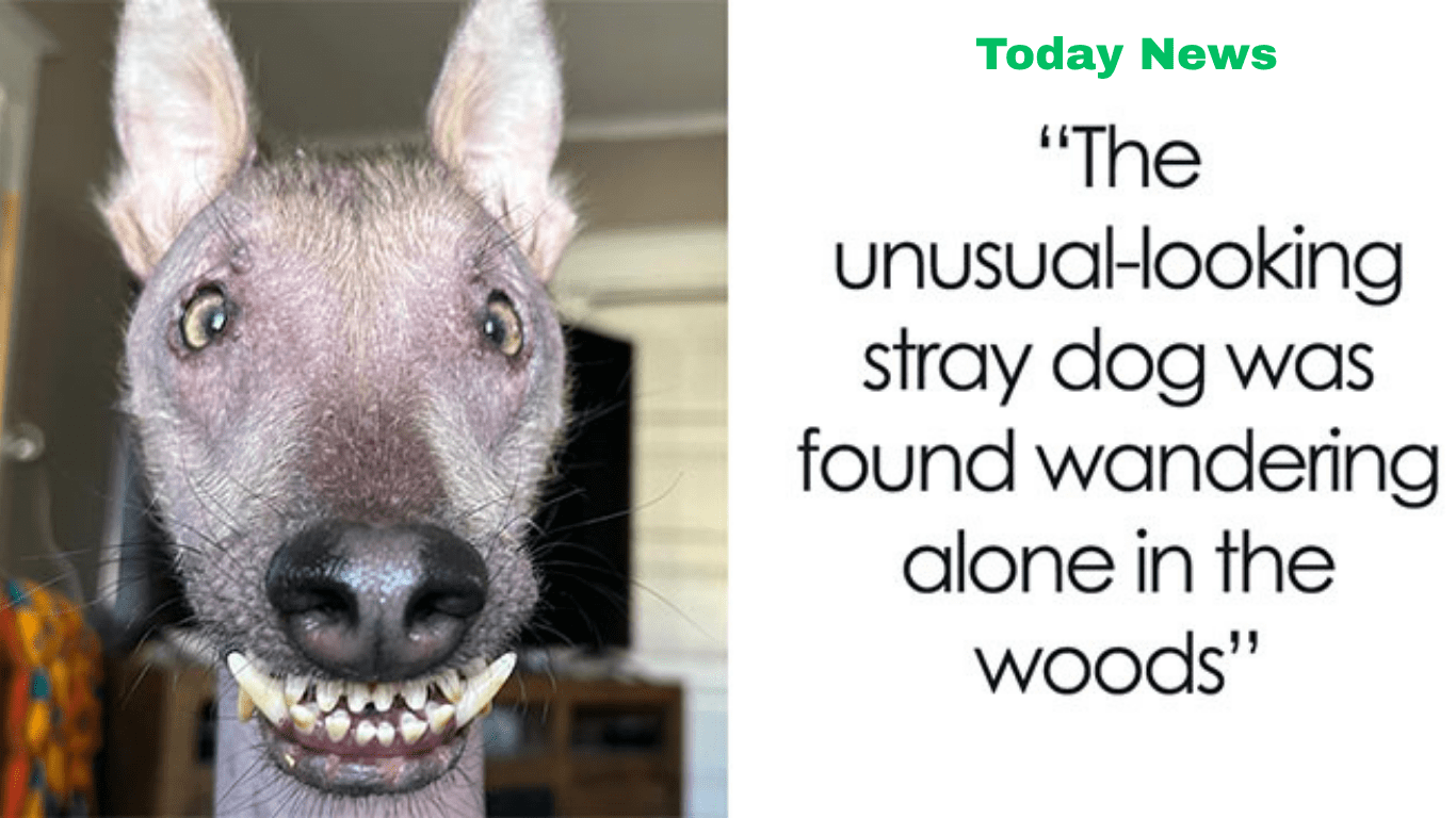 This Unique-Looking Stray Found In The Forests Of Puerto Rico Now Has A Loving Home In New York and UK