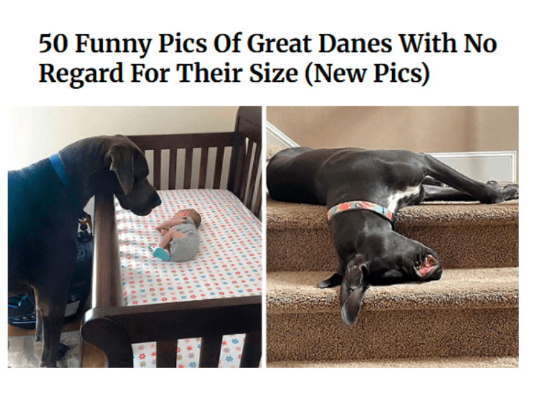 50 Funny Pics Of Great Danes With No Regard For Their Size (New Pics)